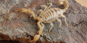 scorpion